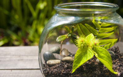 Kids Earth Day Activity: Mini Ecosystem